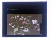 [Cut flowers]