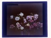 [Cut flowers]
