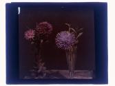 [Cut flowers]