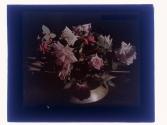 [Cut flowers]