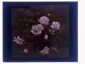 [Cut flowers]