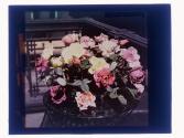 [Cut flowers]