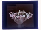 Roses in Basket Vase