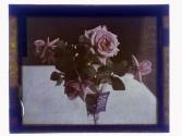 Roses Cut Rochester