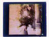 [Cut flowers]