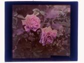Roses Cut Rochester