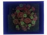 [Cut flowers]