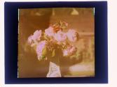 [Cut flowers]