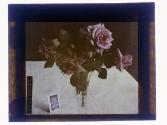 Roses Cut Roshester