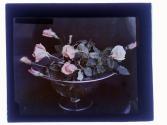 Roses Cut Rochester