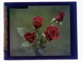 Roses Cut Dozen Rochester