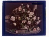 Roses Cut Rochester