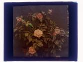 Rose Show