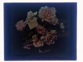 Maplewood Roses