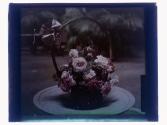 [Cut flowers]