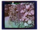 [Garden view]