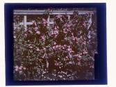 [Garden view]