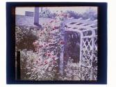 Roses Arbor Rochester