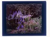 Delfineum & Poppies