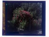Roses Arbor Rochester