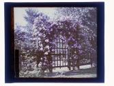 Roses Arbor Rochester