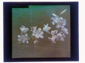 [Cut flowers]