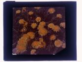 Our Numerous but Beautiful Dandelion