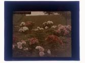 [Garden flowers]