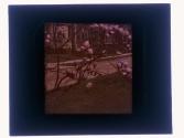 [Tree in bloom]