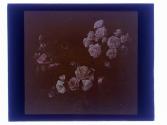 Roses Cut Rochester Maplewood