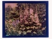 51st20n Hollyhocks