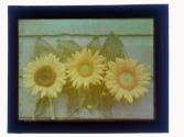 Rockport Sunflower