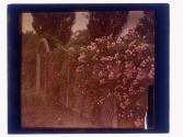 Dorothy Perkins Eastman