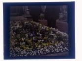 Garden Eastman
