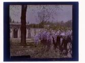 Wysteria Eastman