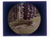 Garden Eastman