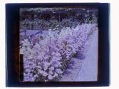 [Eastman House Gardens]