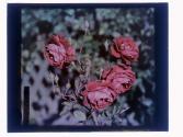 [Eastman House Gardens]