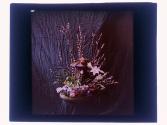 [Eastman House Gardens]