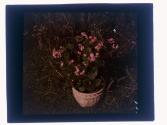 Flower Eastman