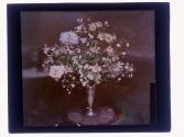 Cut Roses Eastman