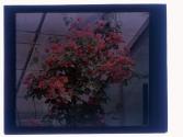 Bouganvillia Eastman