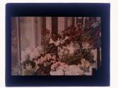Flowers Eastman