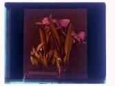 Orchid