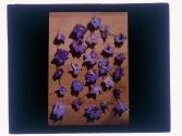 25 Varieties Rare Delfineum