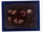 [Cut flowers]