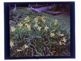 [Garden flowers]