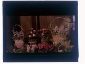 [Potted flowers]