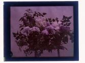 [Cut flowers]