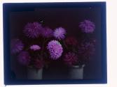 [Cut flowers]